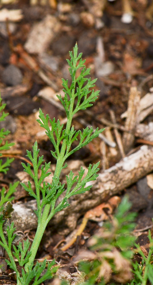 Image of Hypecoum dimidiatum specimen.