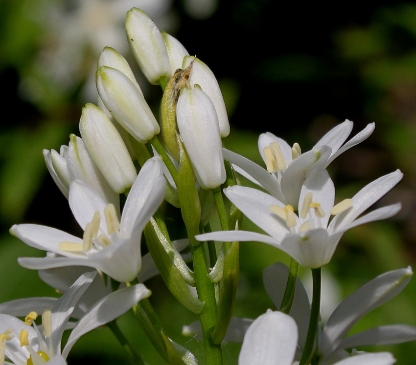 Изображение особи род Ornithogalum.