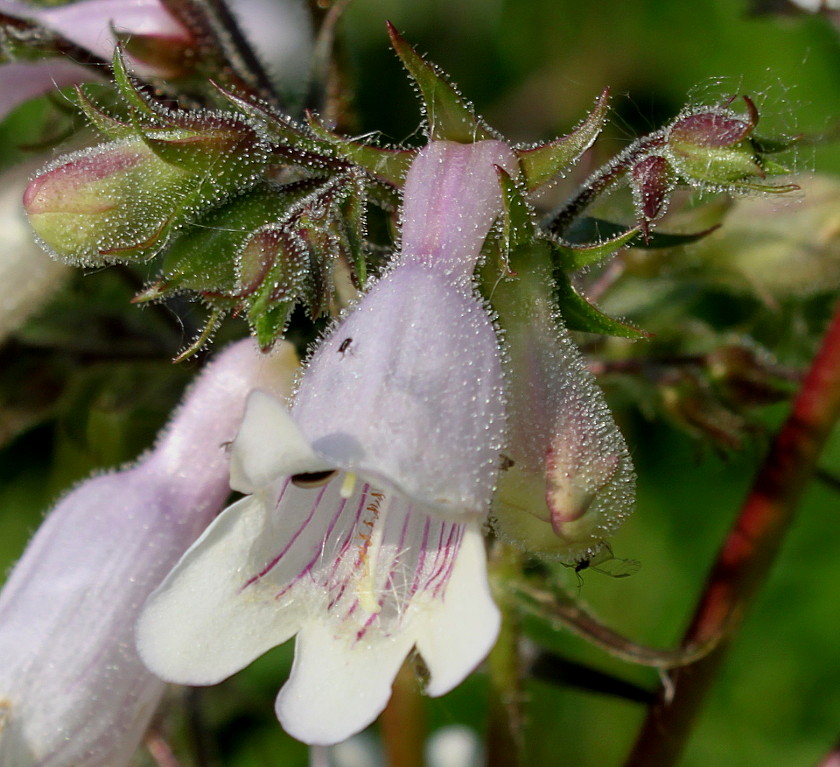 Изображение особи род Penstemon.