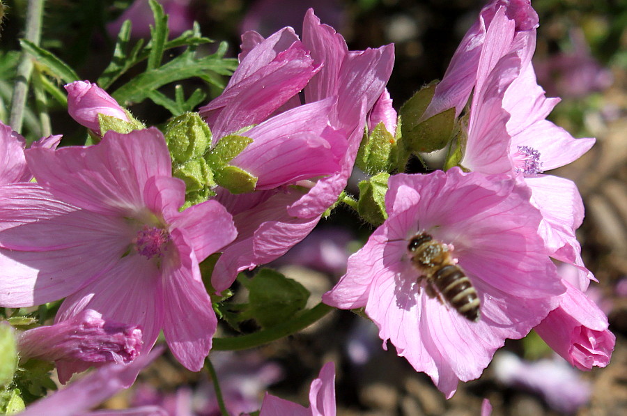 Image of Malva moschata specimen.