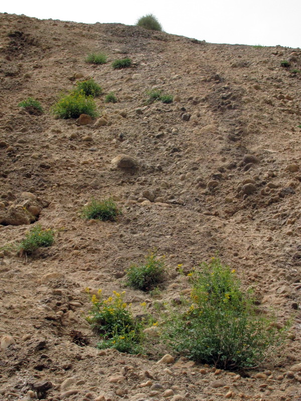 Image of Corydalis schelesnowiana specimen.