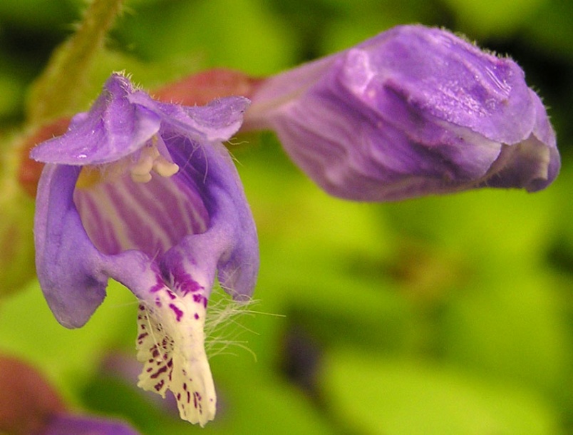 Изображение особи Meehania urticifolia.