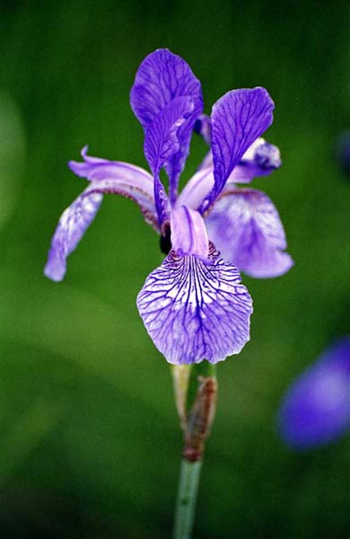 Изображение особи Iris sibirica.