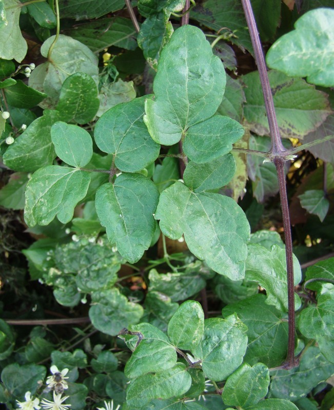 Image of Clematis vitalba specimen.