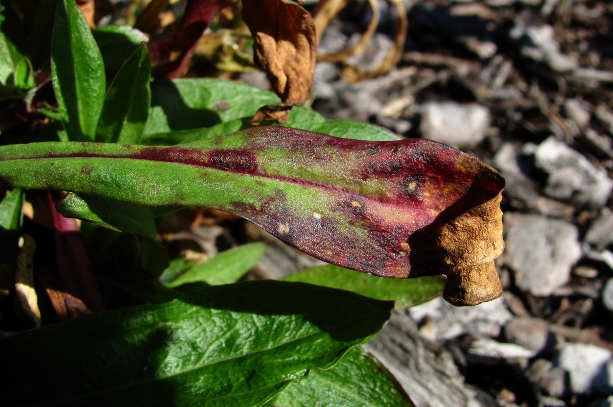 Изображение особи Coccyganthe flos-cuculi.