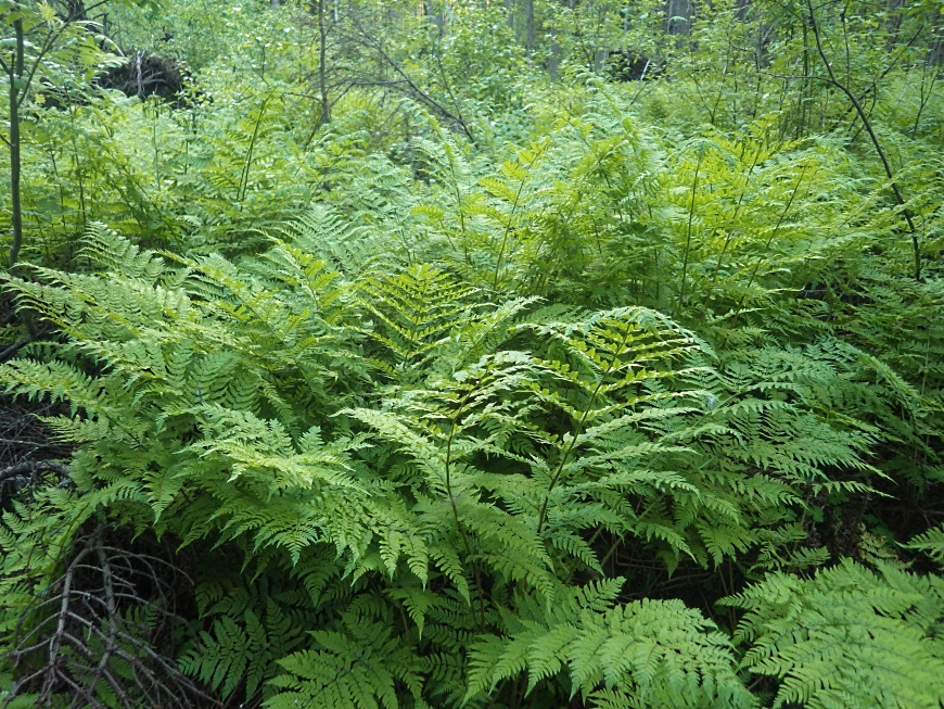 Image of Dryopteris expansa specimen.