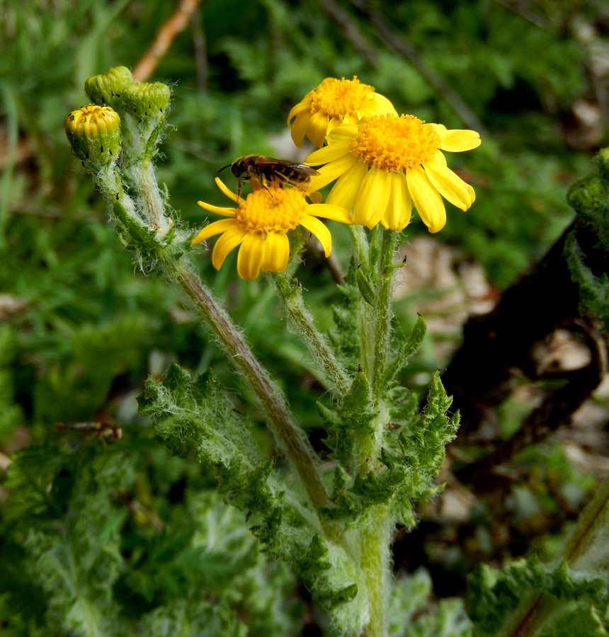 Image of Senecio vernalis specimen.