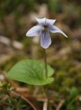 Viola epipsiloides. Верхушка цветущего растения. Мурманская обл., ЗАТО г. Североморск, окр. г. Североморска, среди мха на берегу ручья. 21.06.2015.