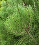 genus Pinus. Верхушка веточки молодого растения. Испания, Андалусия, (комарка) Коста-дель-Соль-Оксиденталь, г. Касарес, обочина дороги около горного склона. Август 2015 г.