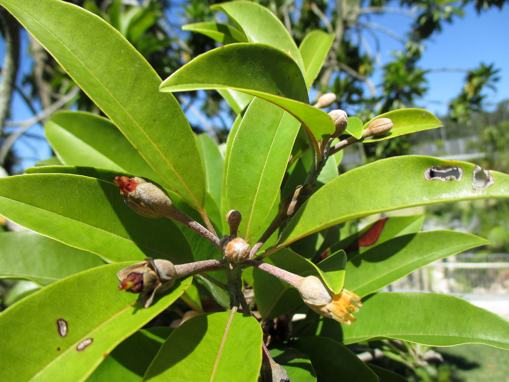 Image of Manilkara zapota specimen.