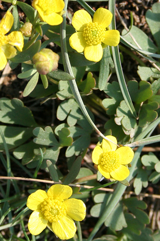 Изображение особи Ranunculus polyrhizos.