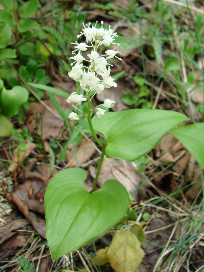 Image of Maianthemum bifolium specimen.