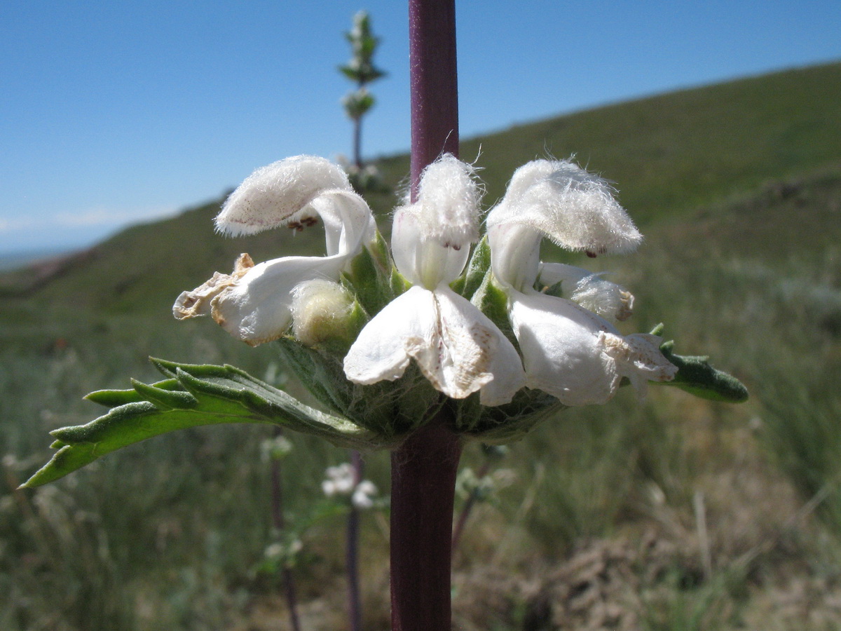 Изображение особи Phlomoides iliensis.