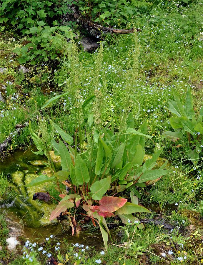 Image of Rumex aquaticus specimen.