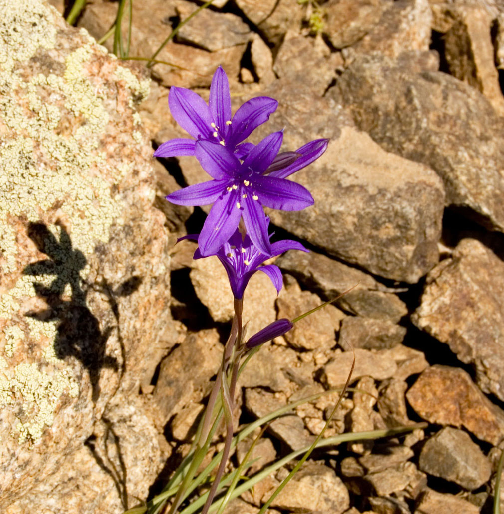 Image of Ixiolirion tataricum specimen.