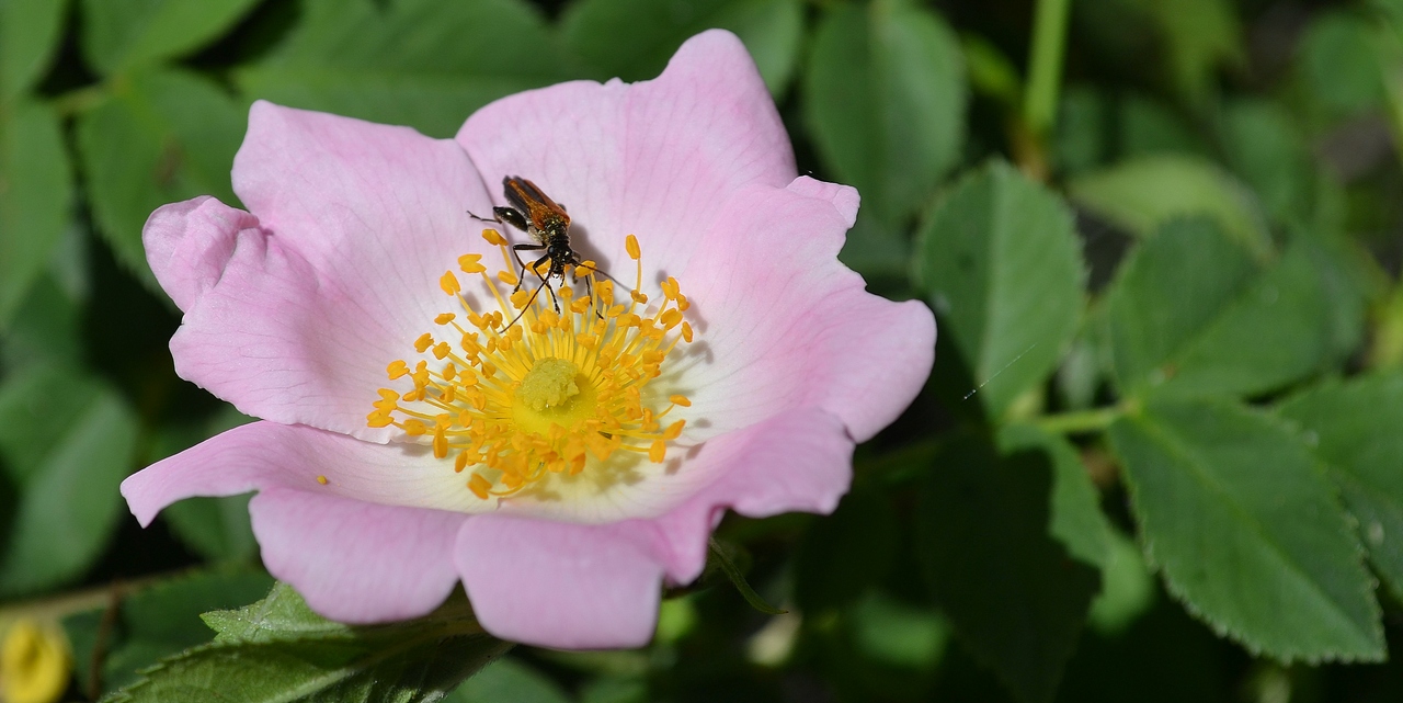 Image of genus Rosa specimen.