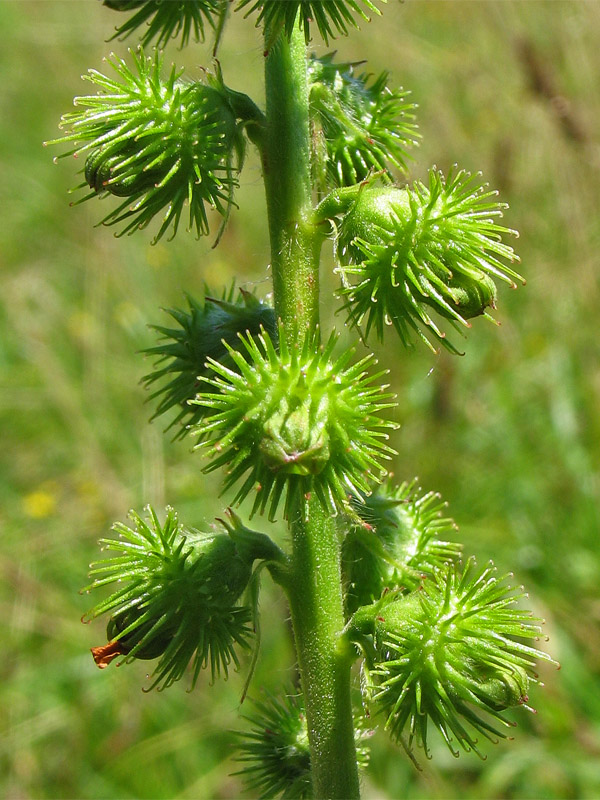 Image of Agrimonia procera specimen.