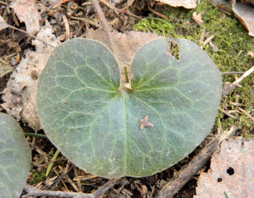 Image of Asarum europaeum specimen.