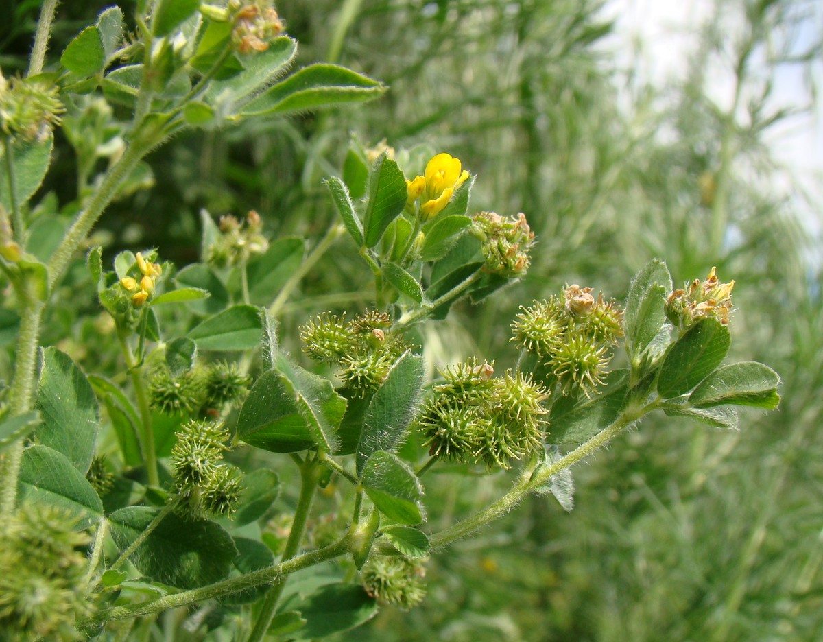 Image of Medicago minima specimen.