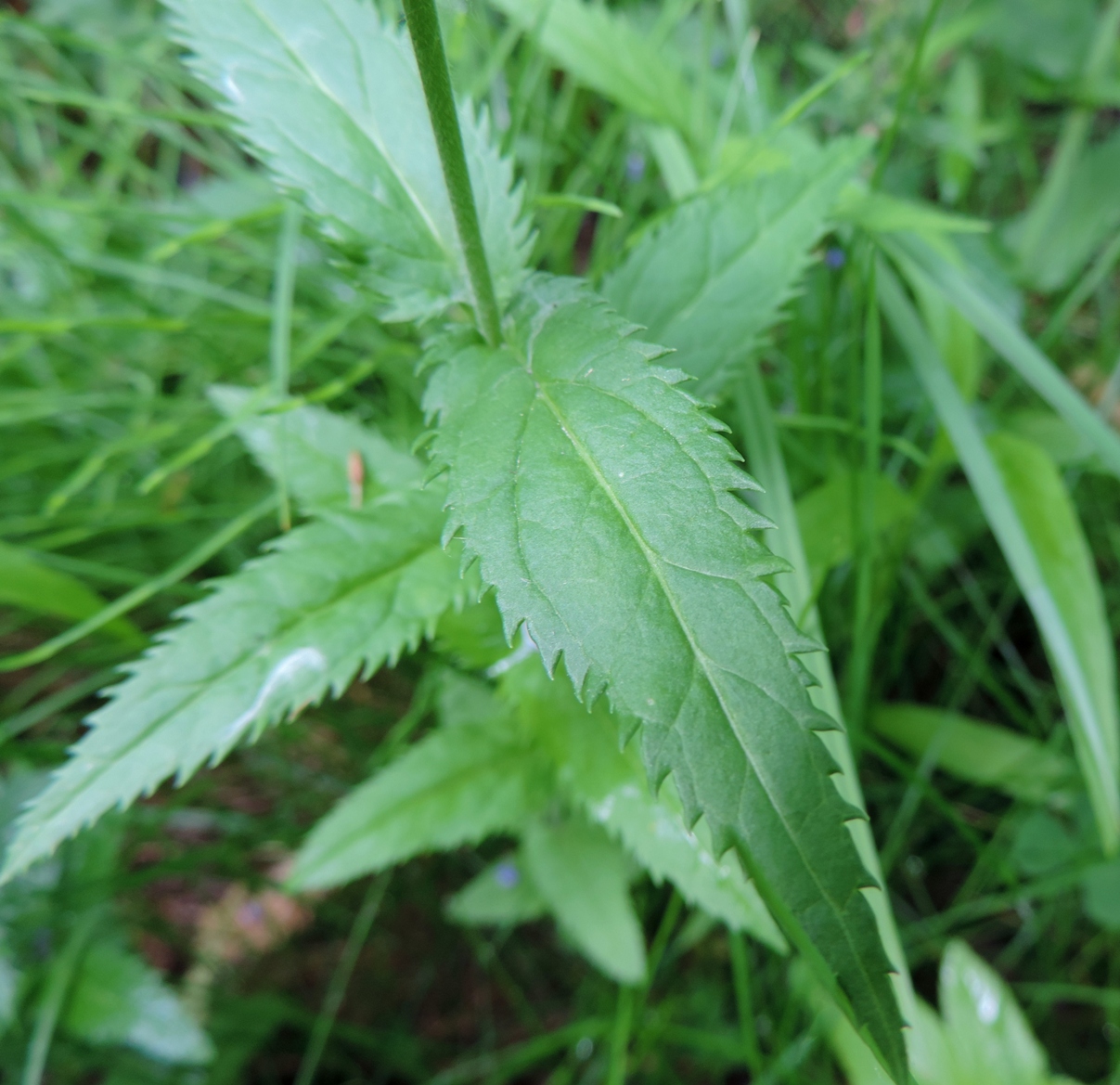 Image of Veronica longifolia specimen.