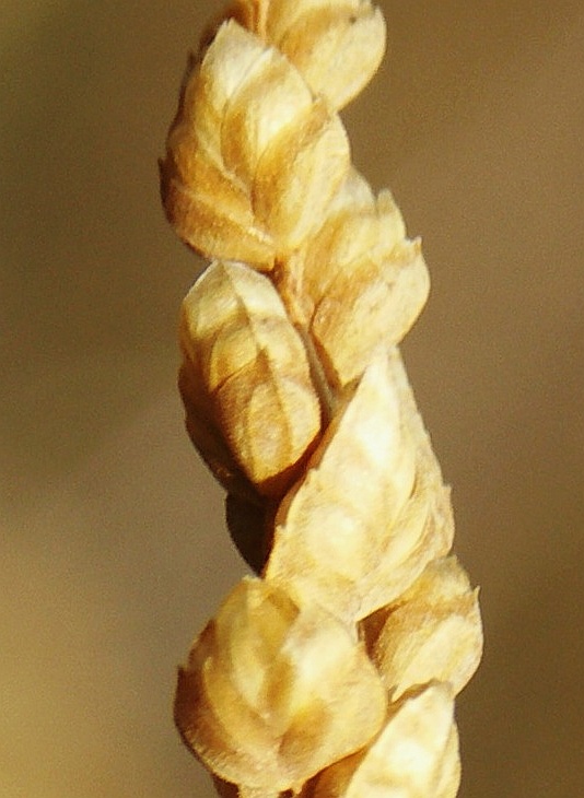 Изображение особи Brizochloa humilis.