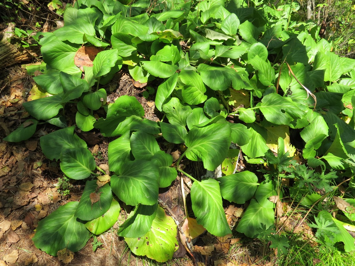 Image of Bergenia crassifolia specimen.