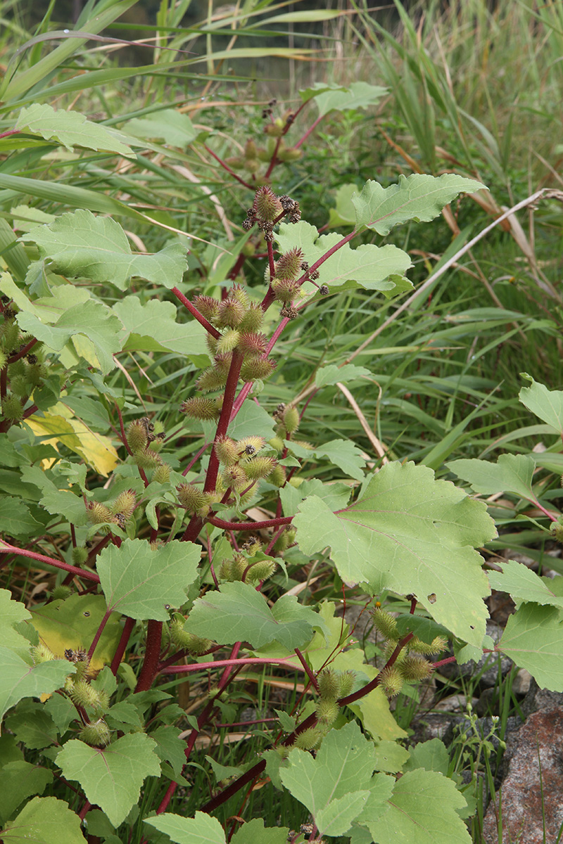 Image of Xanthium orientale specimen.