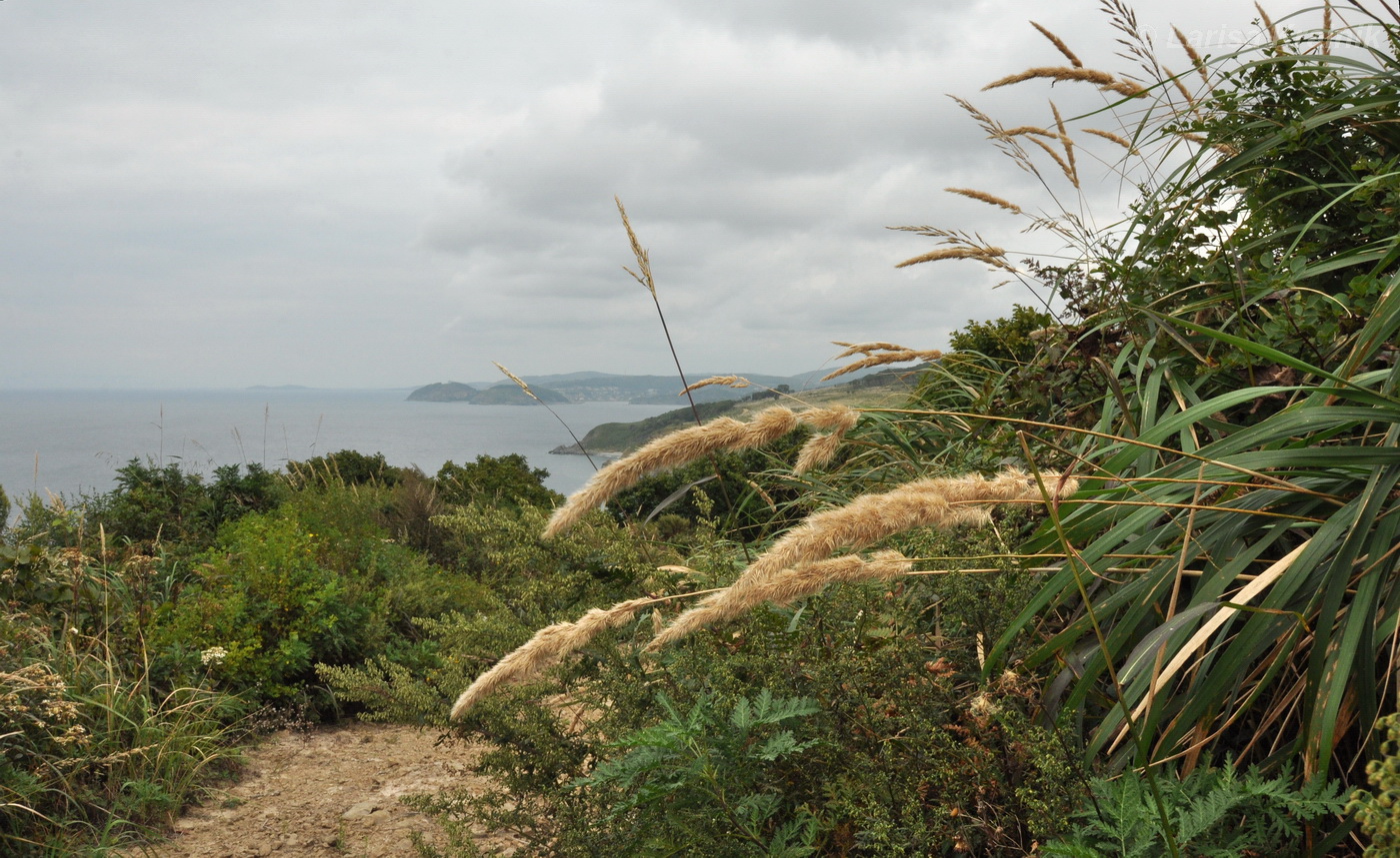 Image of genus Calamagrostis specimen.