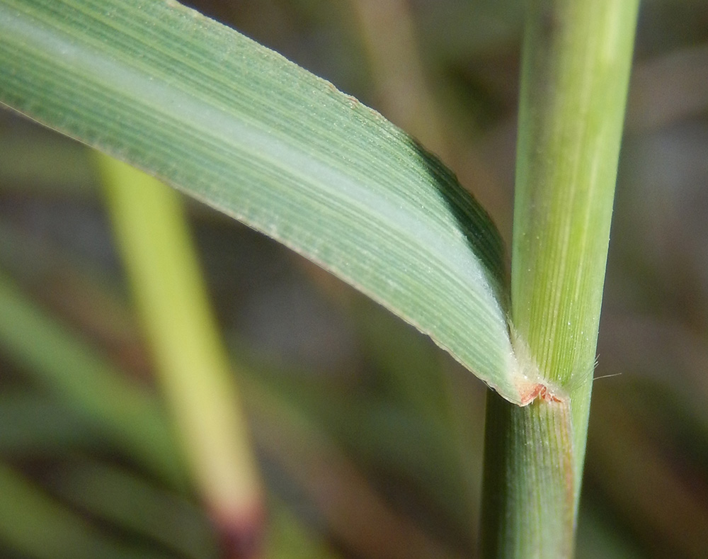 Image of Bothriochloa ischaemum specimen.