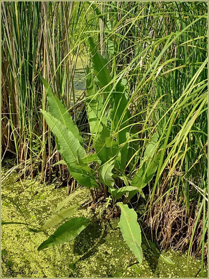 Изображение особи Rumex hydrolapathum.