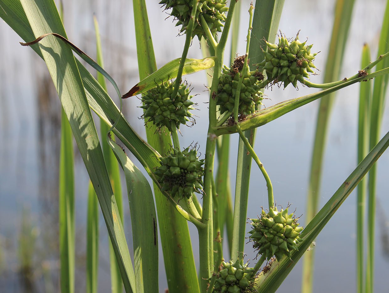 Изображение особи Sparganium erectum.