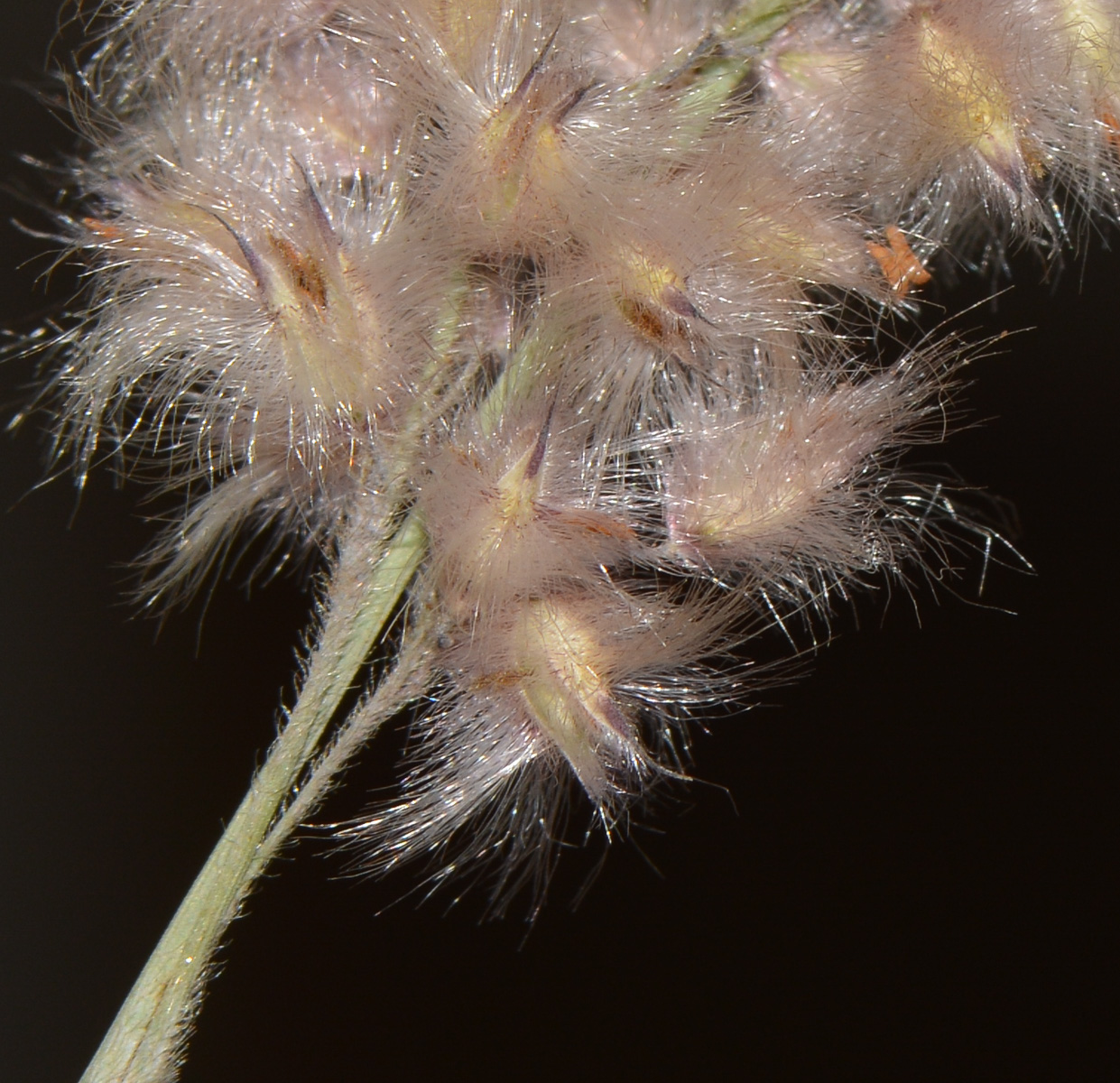 Image of Melinis nerviglumis specimen.