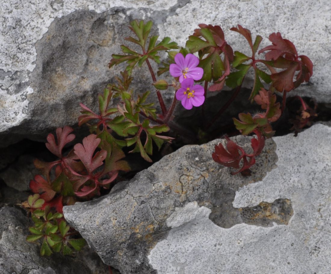 Image of Geranium purpureum specimen.