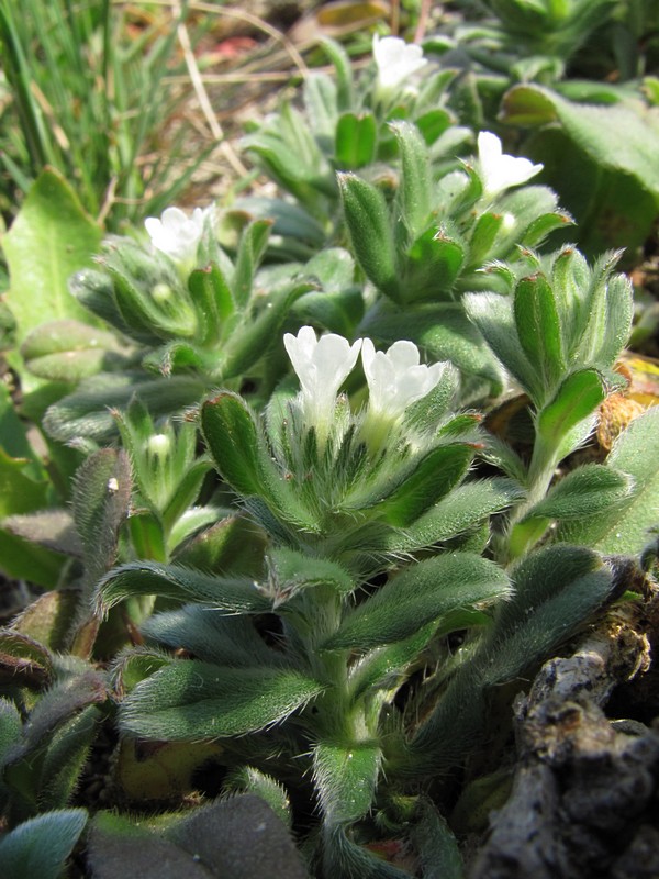 Image of Buglossoides arvensis specimen.