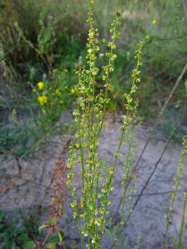 Изображение особи Rumex acetosella.