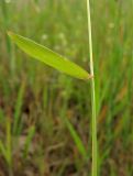 Anthoxanthum aristatum. Стеблевой лист с влагалищем. Нидерланды, провинция Gelderland, община Wijchen, на залежи. 12 июня 2010 г.