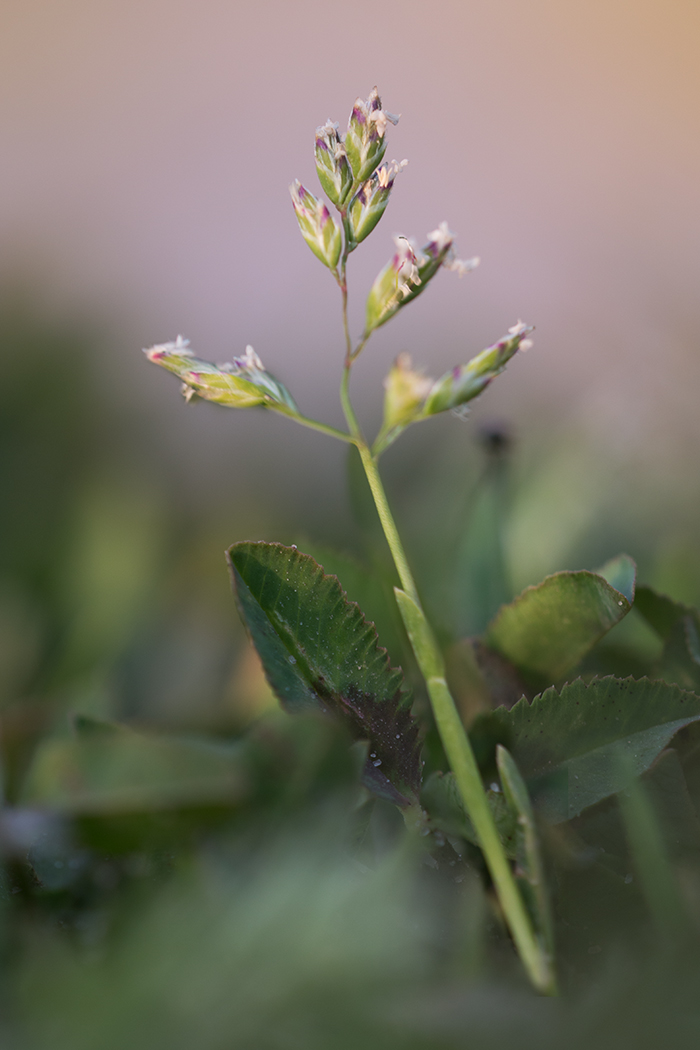 Image of Poa annua specimen.