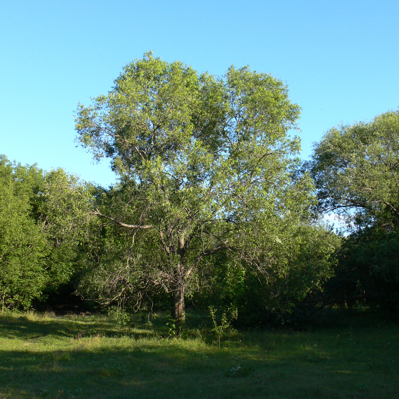 Image of genus Salix specimen.