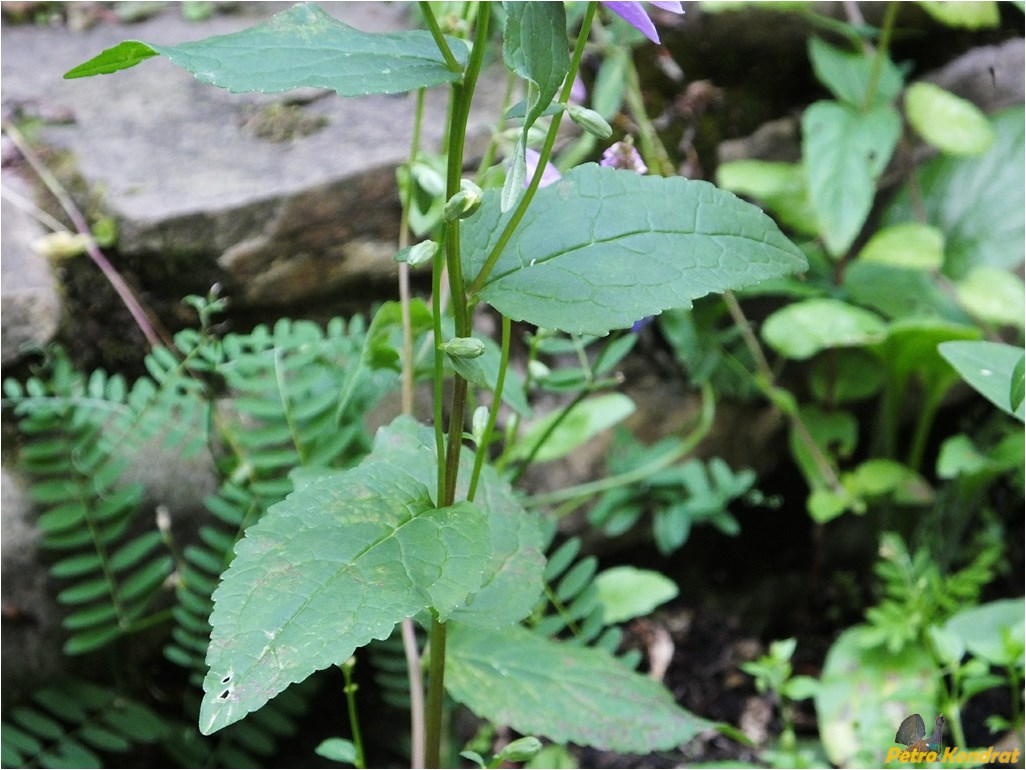 Image of Campanula rapunculoides specimen.