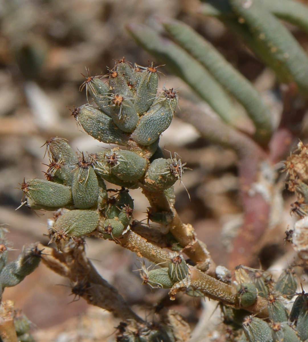 Image of genus Trichodiadema specimen.