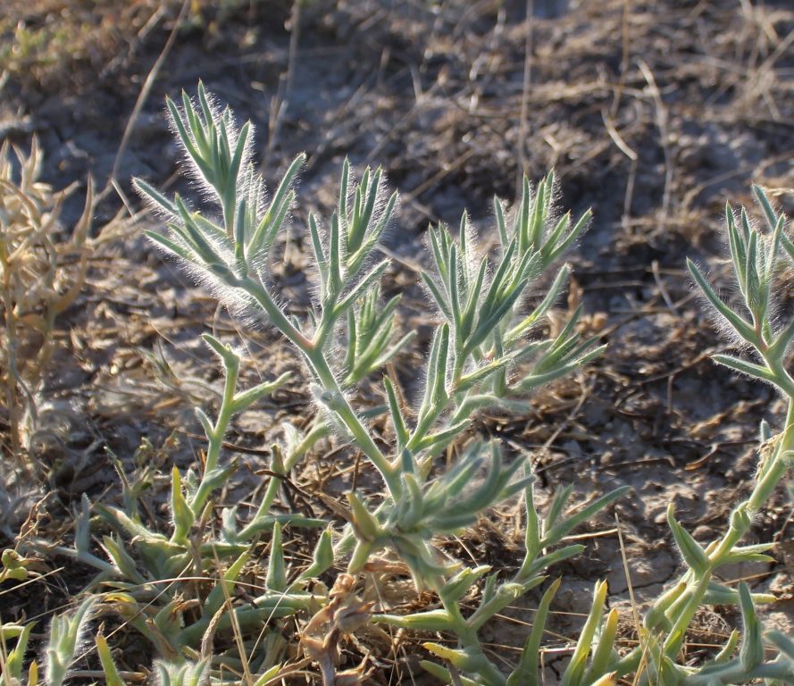 Image of Halimocnemis mollissima specimen.