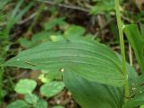 Epipactis helleborine. Часть побега. Тверская обл., Кимрский р-н, смешанный лес. 16.08.2017.