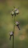 Campanula rapunculoides. Верхушка побега с соплодием. Пермский край, г. Пермь, Кировский р-н, травянистый газон у административного здания. 20.09.2017.