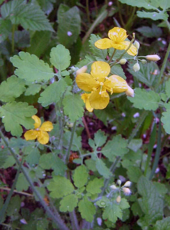 Изображение особи Chelidonium majus.