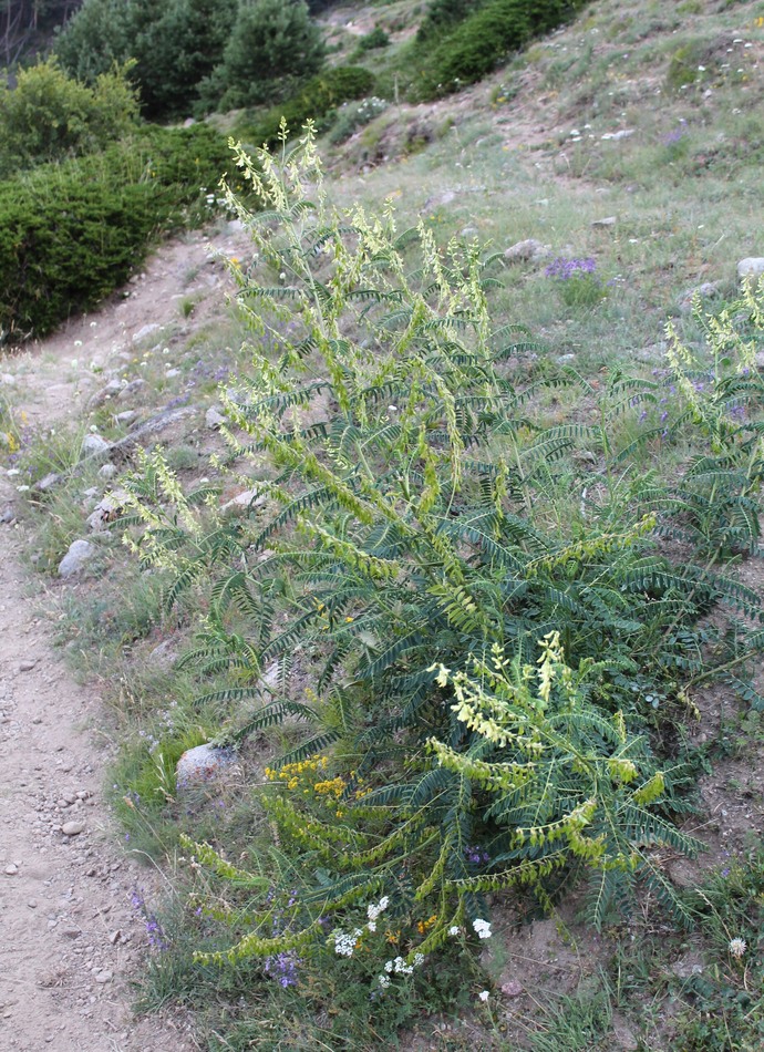 Image of Astragalus galegiformis specimen.