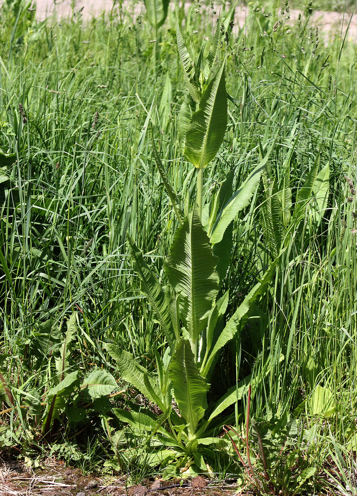 Image of Dipsacus fullonum specimen.