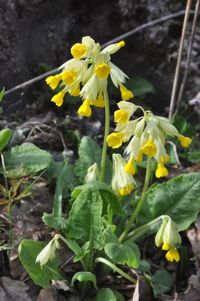 Image of Primula macrocalyx specimen.