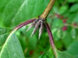 Lonicera xylosteum