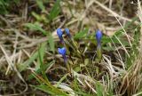 Gentiana verna. Цветущие растения. Чехия, Оломоуцкий край, природный заповедник Jeseníky, субальпийский луг. 15.06.2017.