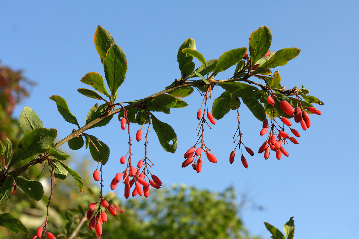 Image of Berberis vulgaris specimen.